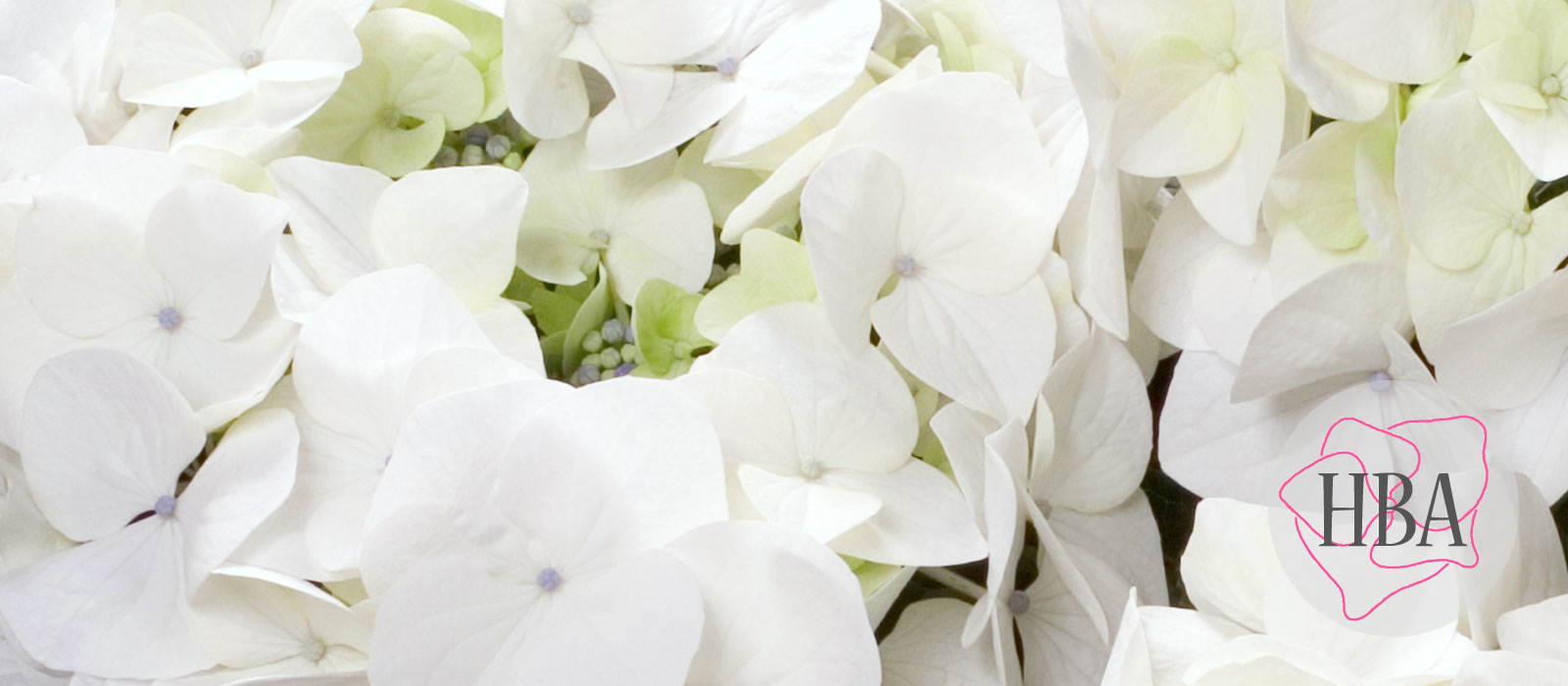 White-Spirit-AGRIHYDRAZEVEN-HBA-3