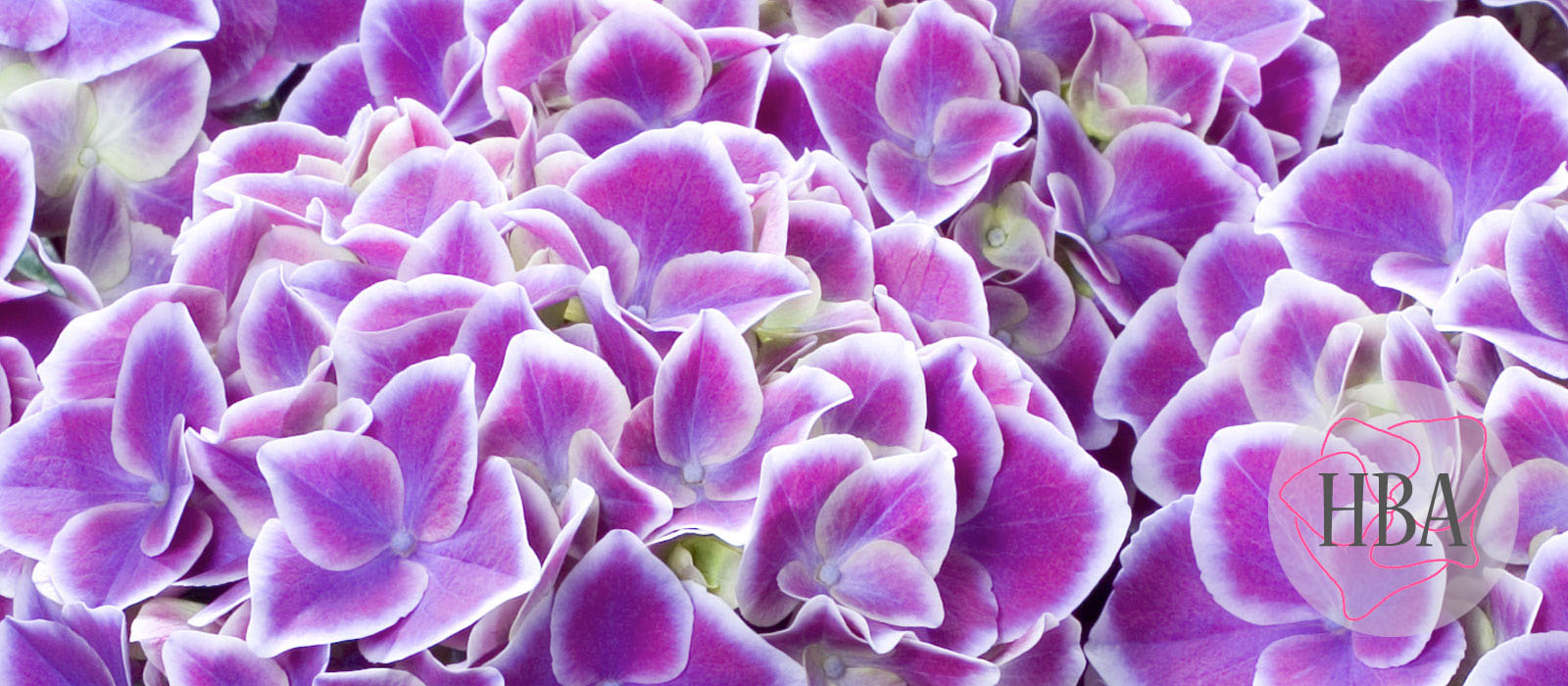 horTivoli-Tivoli-2-HBA-1