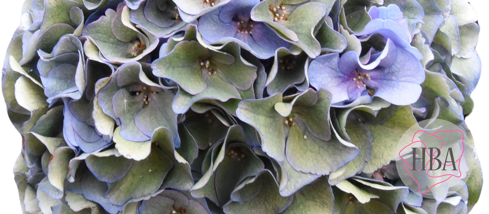 royal-Breeze-blauw-classic-2-Logo-HBA-slider-1600-x700